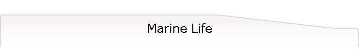 Marine Life